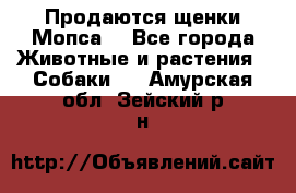 Продаются щенки Мопса. - Все города Животные и растения » Собаки   . Амурская обл.,Зейский р-н